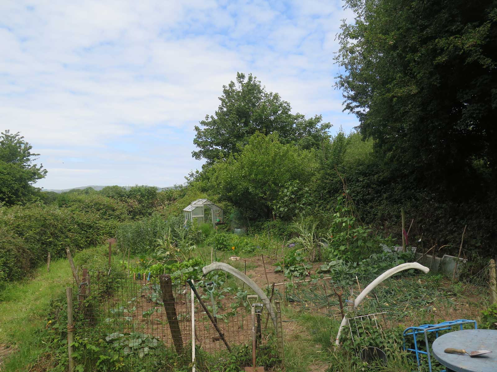 The view from my van across the vegetables to the greenhouse. For more about the bones google ilay cooper whale