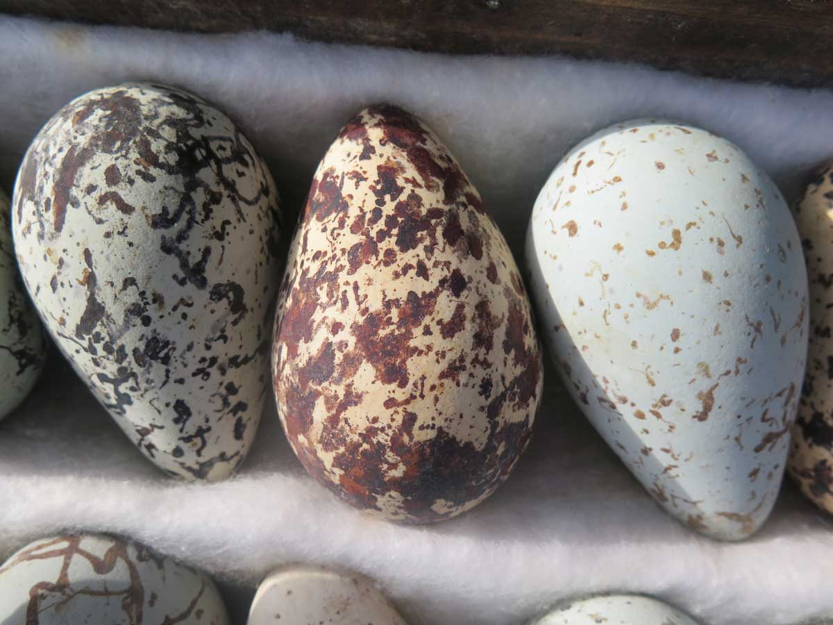 Guillemots eggs faded with age. When fresh, the first and third ones were probably a beautiful green.