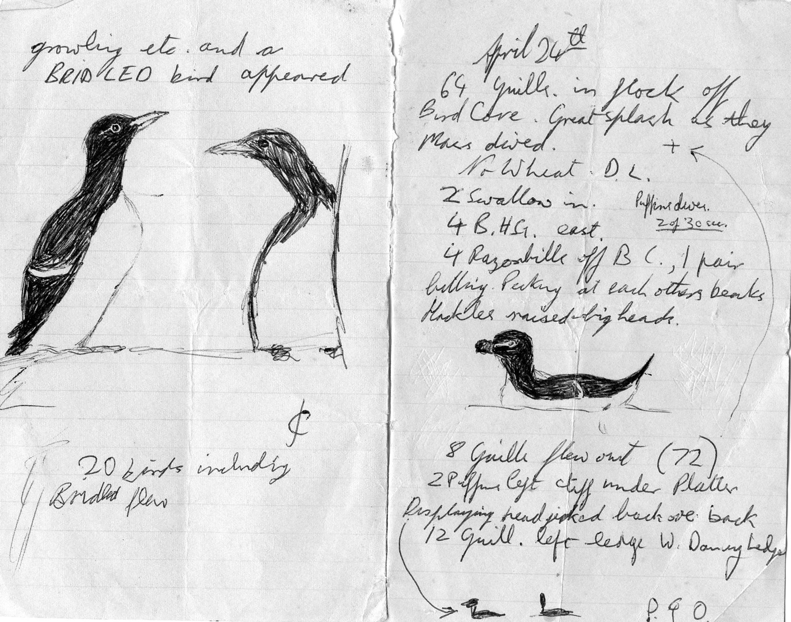 My 1962 notebook with sketches of guillemots, one bridled, and a razorbill.