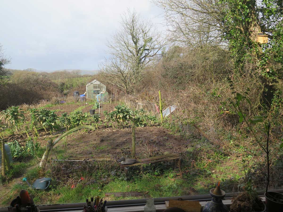 The garden dug for Spring planting - vegetables, not flowers. And (right) the bird box fixed to a tree.