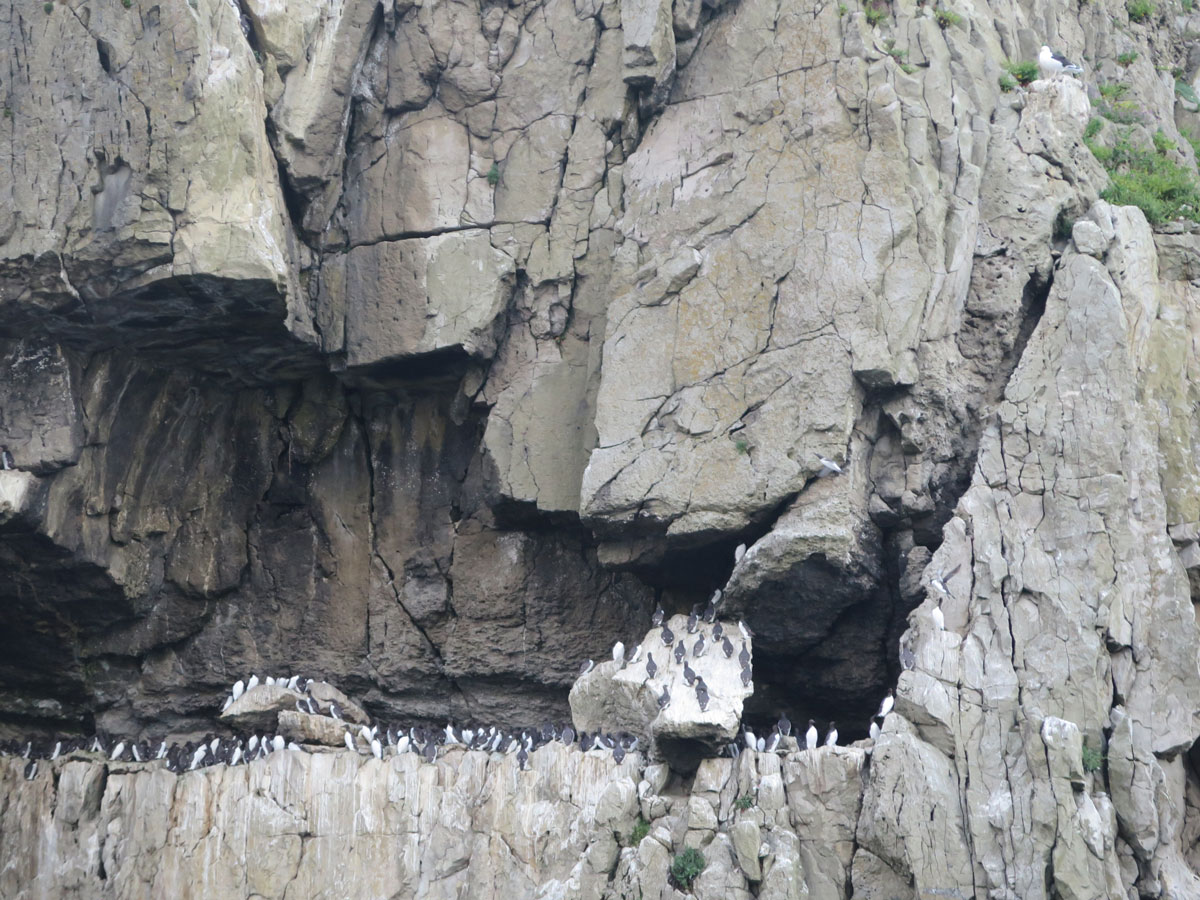 The largest purbeck guillemot colony at durlston. A great black backed gull on the cliff awaits an opportunity!