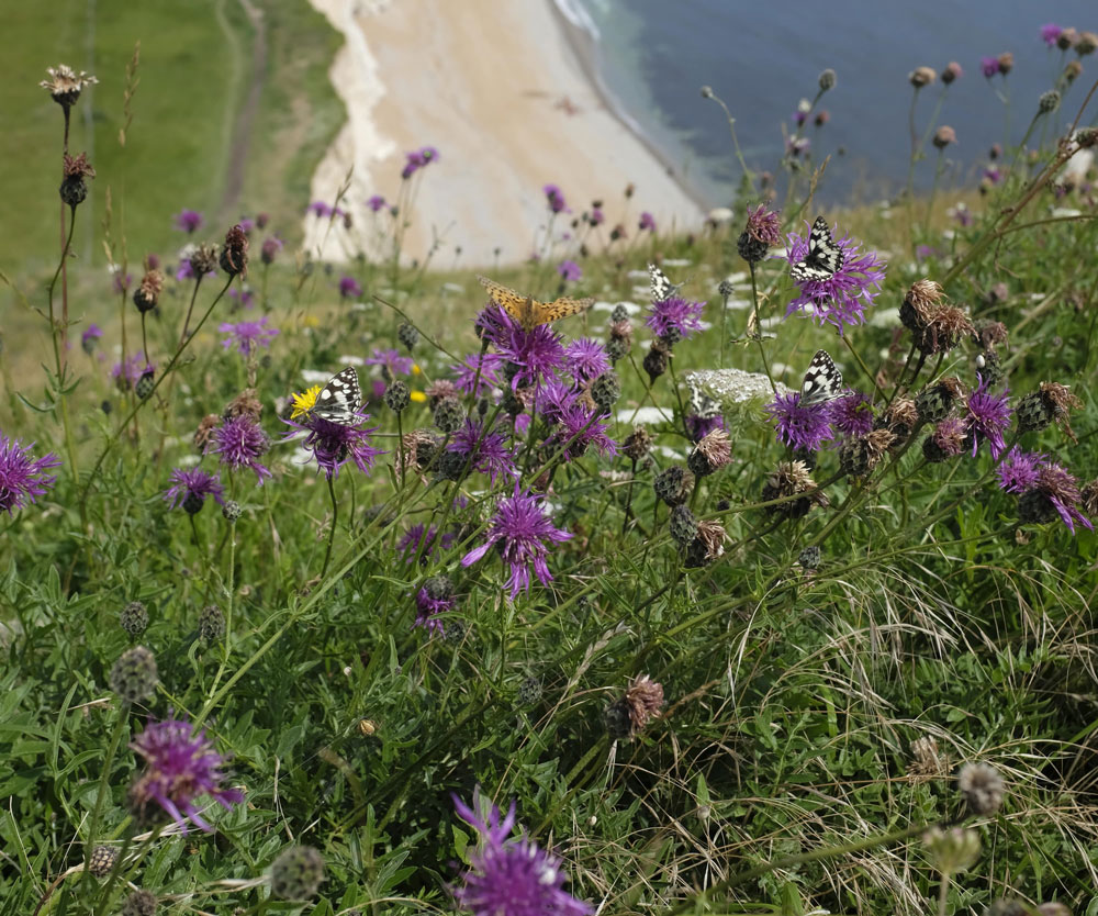 Marbled white and fritillary butterflies on clifftop knapweed flowers. (Photo Steph)