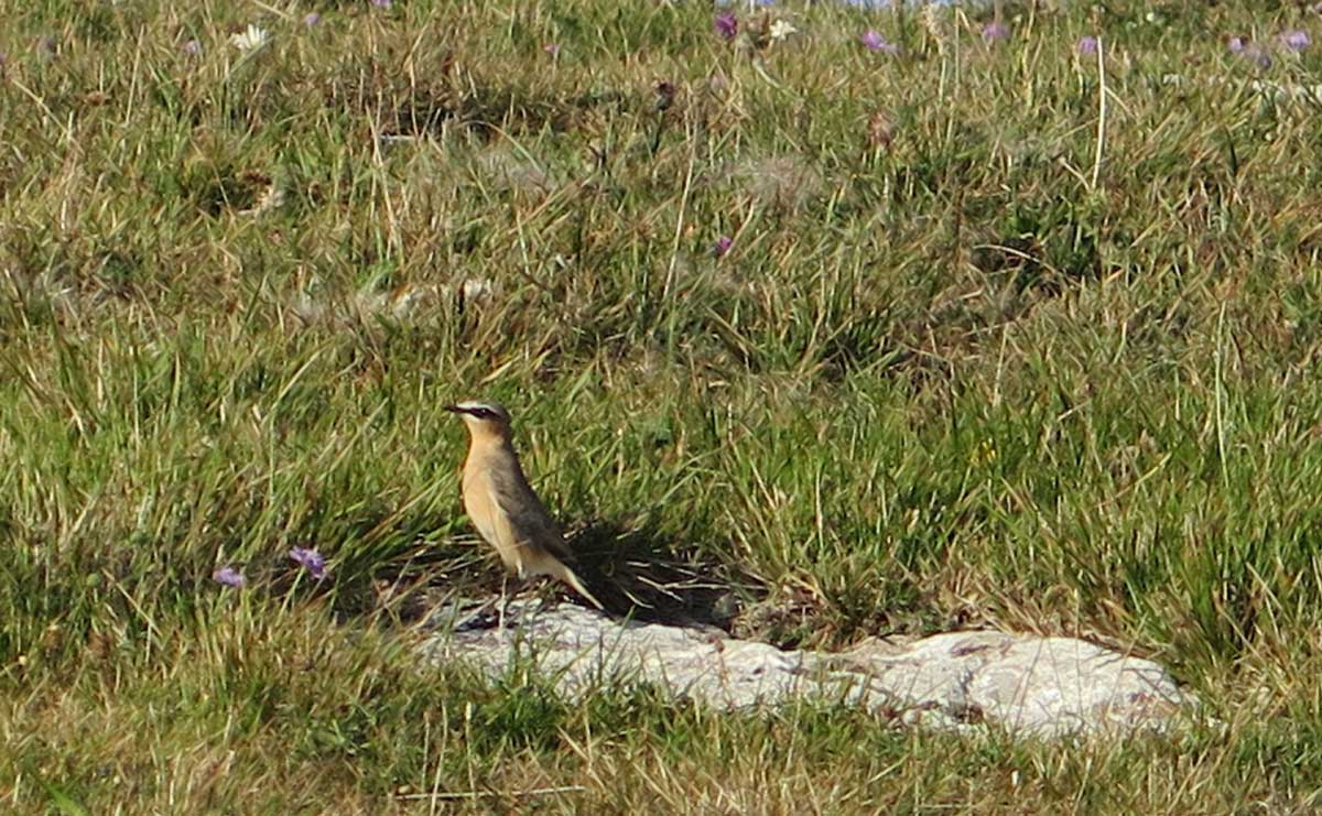 A smart little south-bound wheatear near the Purbeck coast