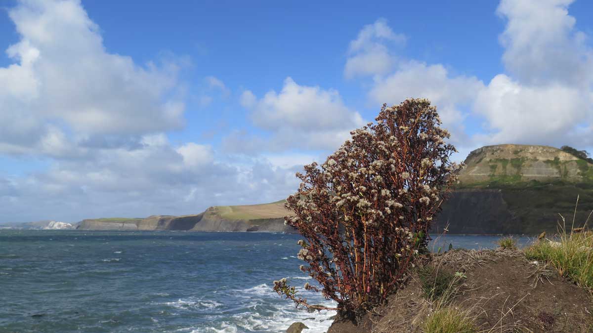 Purple sea aster flowers have become heads of plumed, wind-blown seeds.